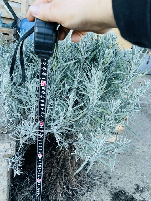 Продам! Лаванду сорт Королівська