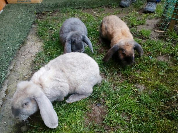 Кролики Самці і самки  французького барана .