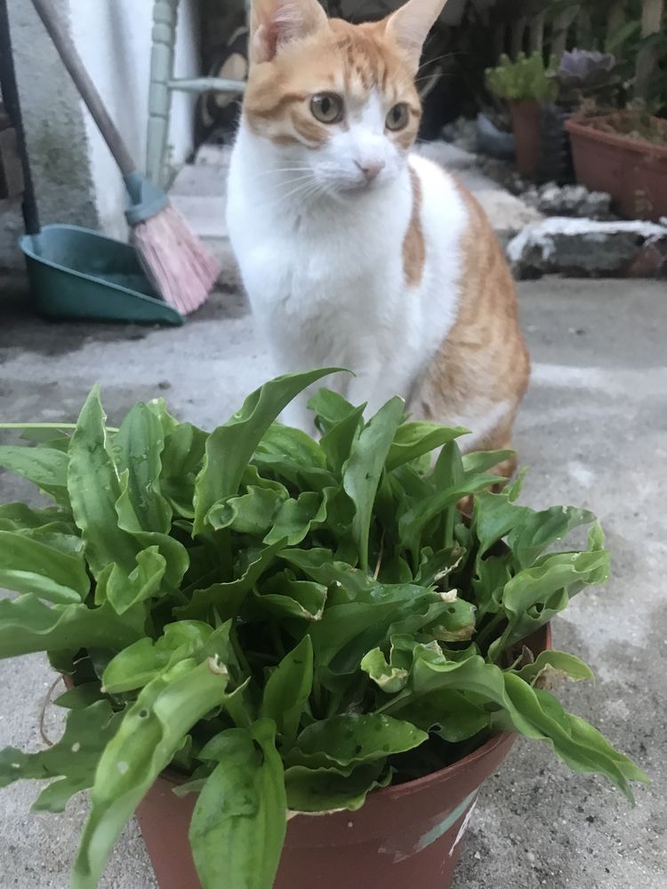 Vendo planta lindaaaaaaaaa