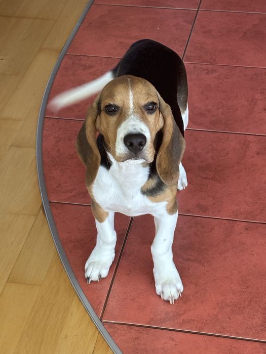 Beagle 4 miesiące – oddam w dobre ręce