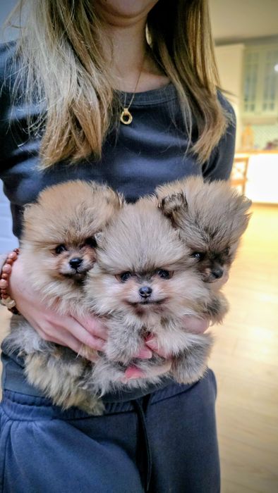 Pomeranian szpic miniaturowy suczka