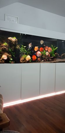Duże akwarium z dyskowcami zestaw