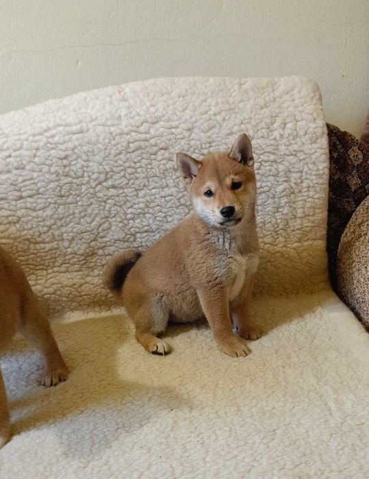 Shiba piesek z rodowodem