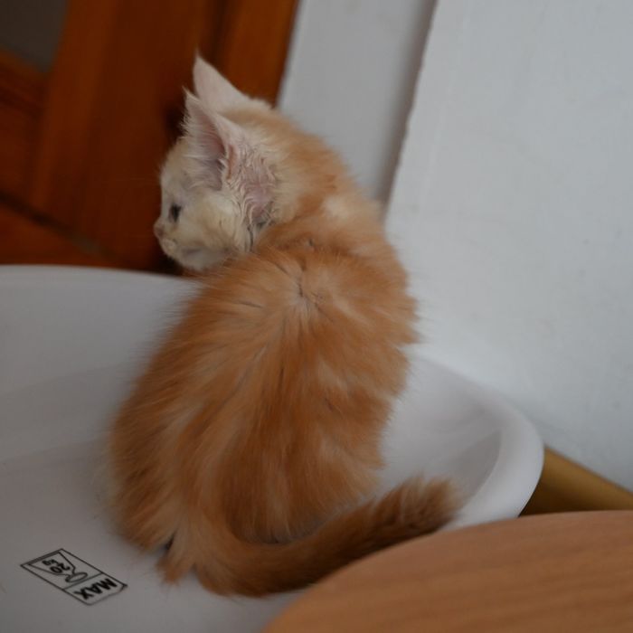 Maine Coon kotka ruda dymna FPL