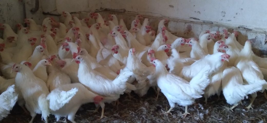 Kury Nioski Leghorny 24 tygodnie! Wysyłka od 10 sztuk.