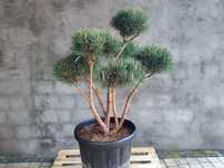 Sosna pospolita formowana 090 NIWAKI, BONSAI OGRODOWE, Topiary