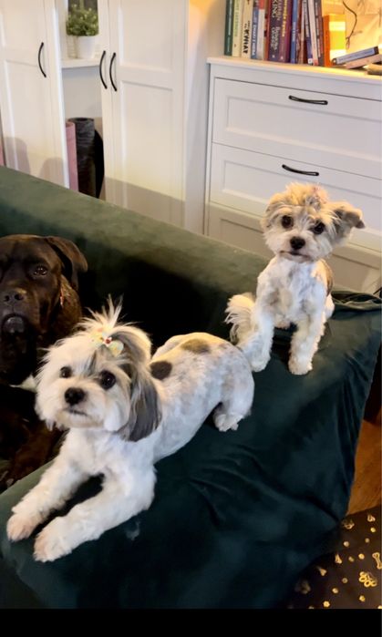 Domowy hotel dla psow - opieka dzienna, weekendowa i dluzsza - Gdynia