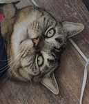 Kot do adopcji za darmo