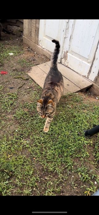 Отдам сестричек-кошечек стерилизованных