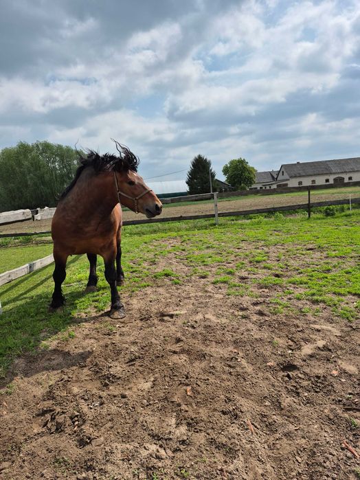 Ogier zimnokrwisty gniady