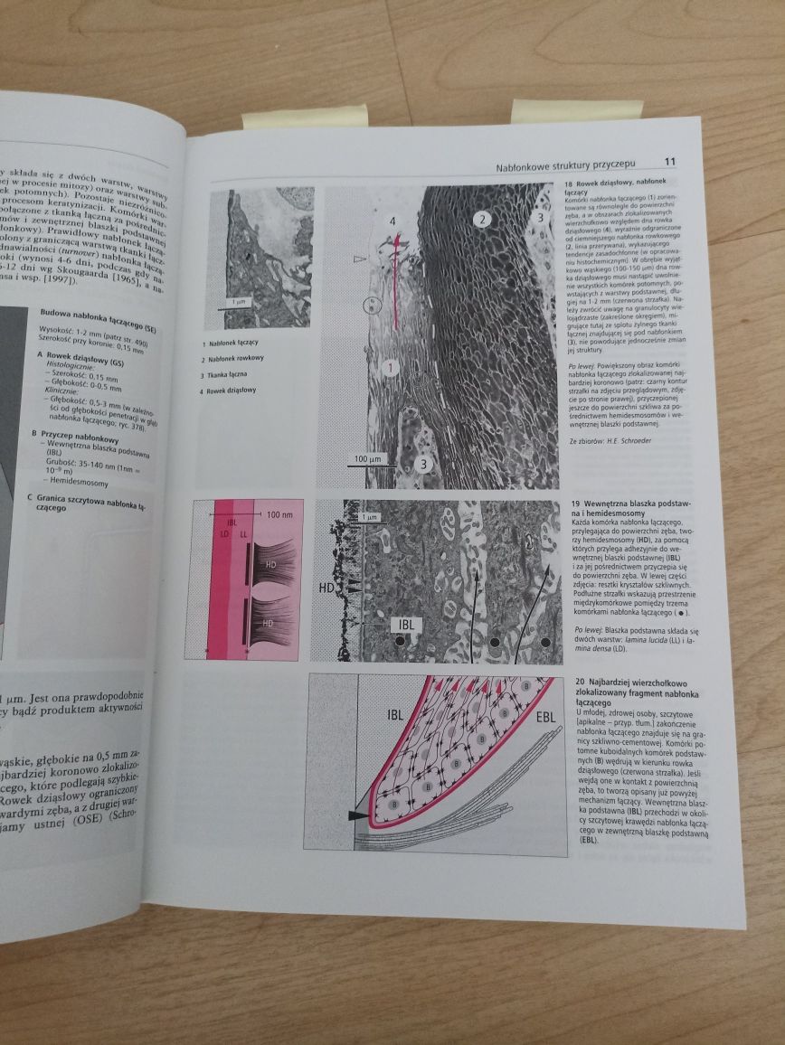 Periodontologia Rateitschak