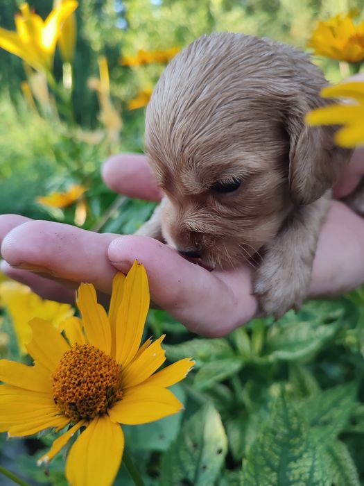 Спаниельки продажа