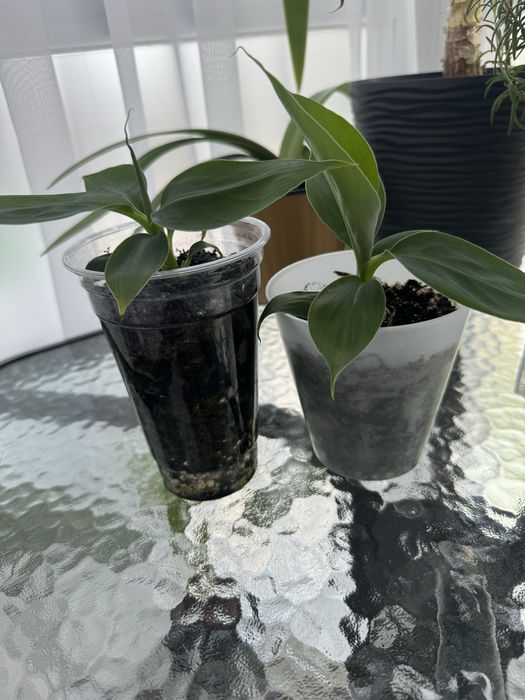 Продам банан кімнатний