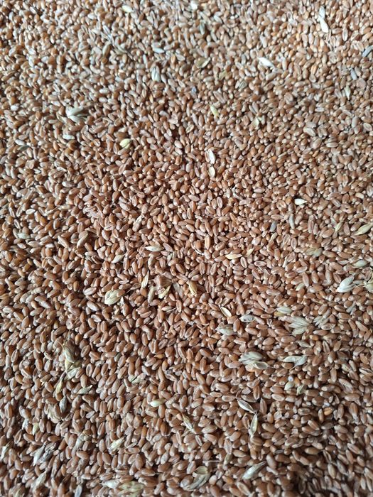 Pszenica dla kur, pszenżyto, owies