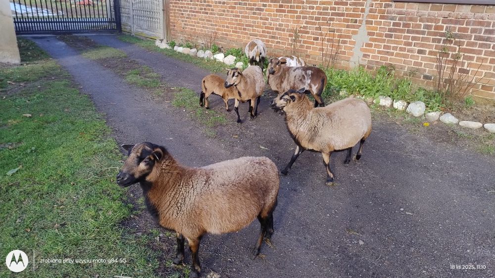 Owce kameruńskie samice