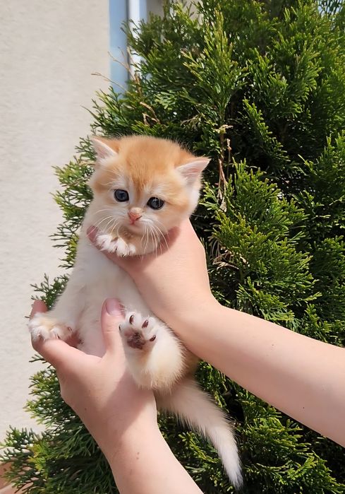 Шотландські кошенята холота шиншила