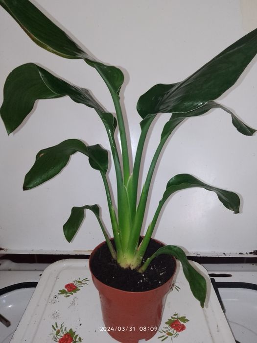 Мімоза жовта, тілландсія атмосферна,турея,олеандр, стреліція ,шефлера