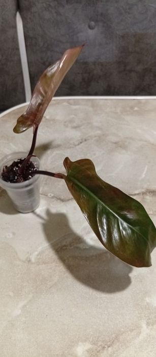 Філодендрон Florida Bronze