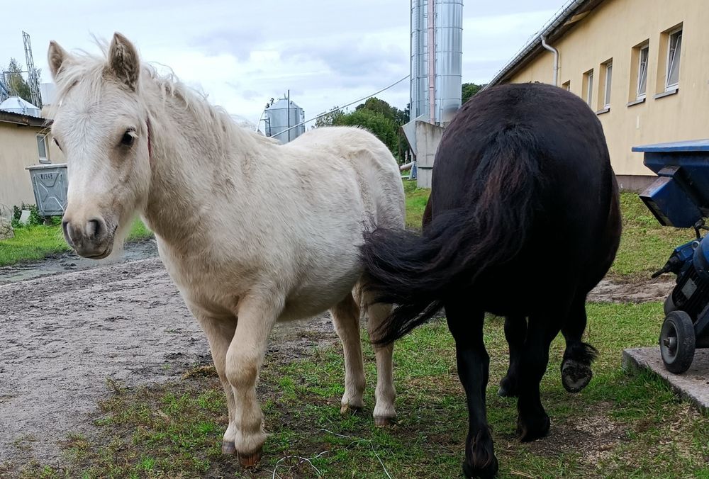 Konie ,kucyki,kucyk,kuc