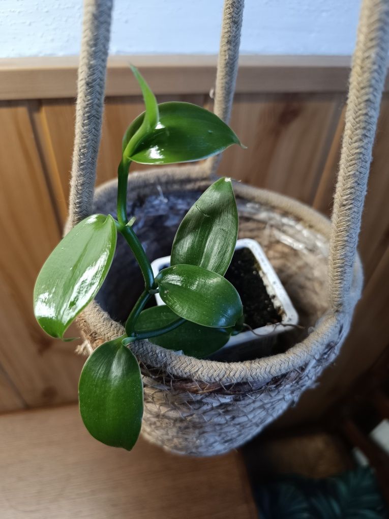 Vanilia planifolia Storczyk