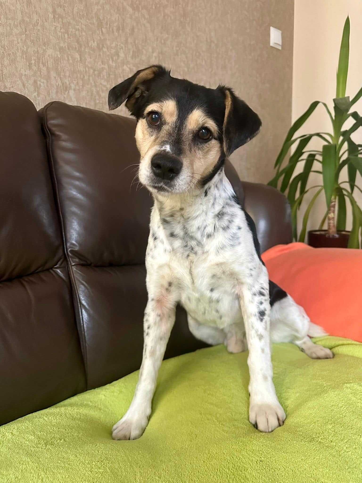 Uroczy Model - cudowny psiak do adopcji!