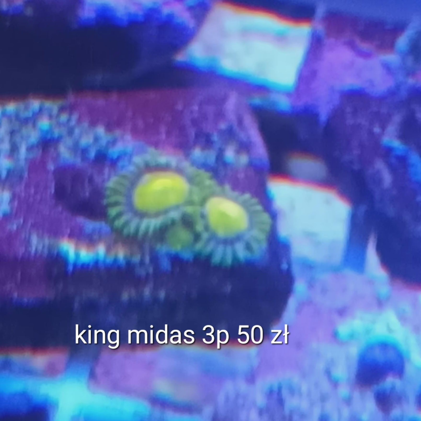 Zoanthus king midas szczepka