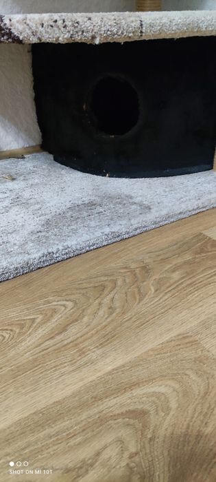 Кошачья когтеточка.