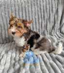 YUKI piesek Blueberry Yorkshire Terrier York