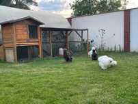 Kury silki stadko