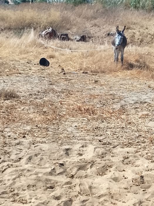 Burro montando e engatado para as crianças