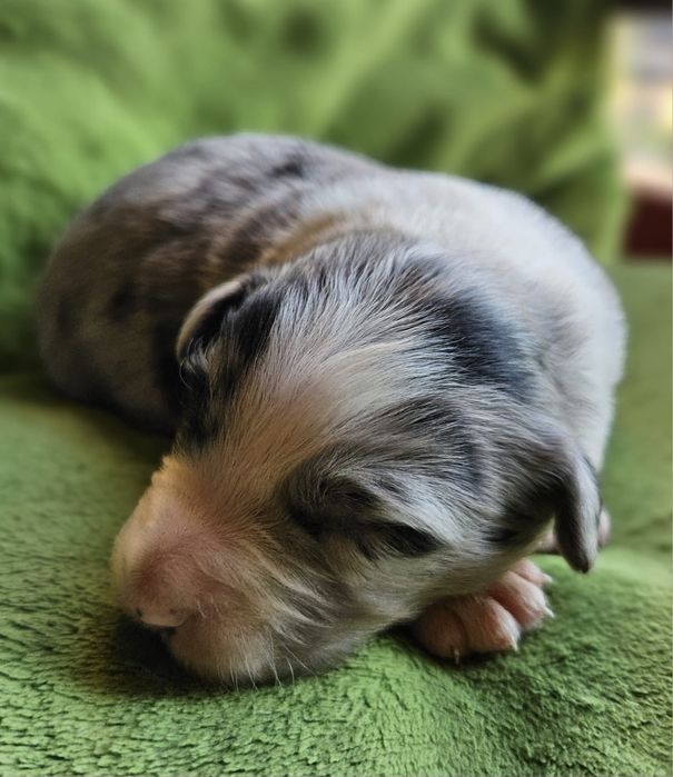 Piesek Border Collie