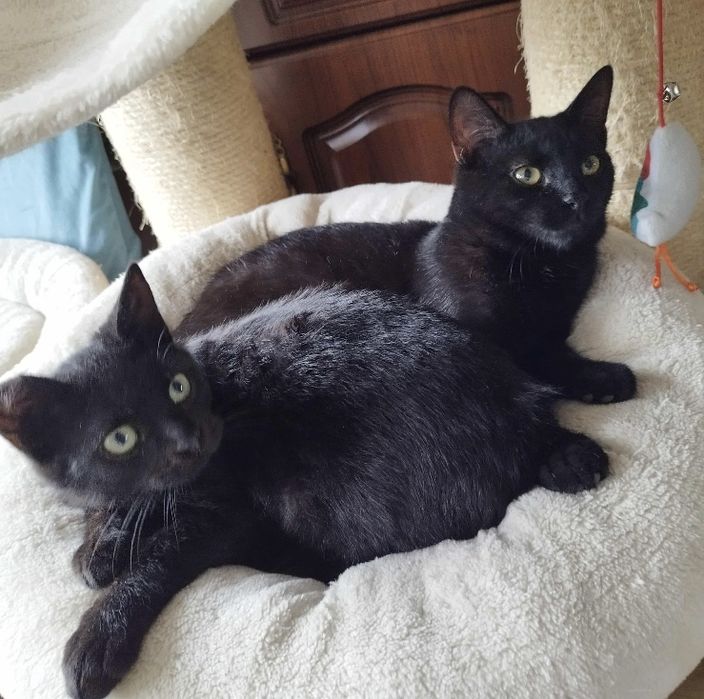 Dwa cudne kocurki do adopcji