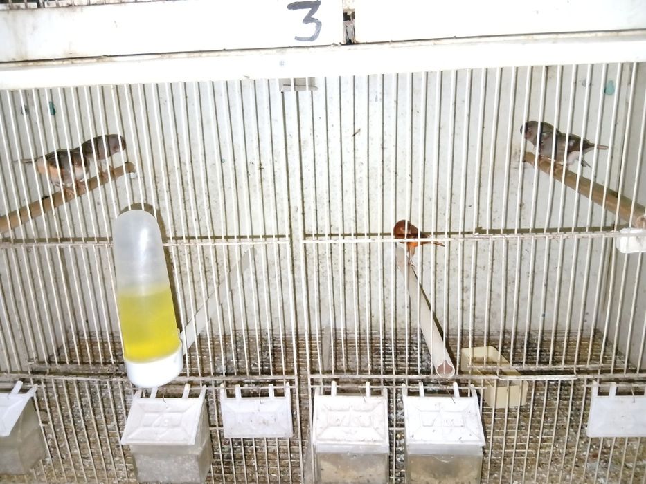 Passaros e  viveiros