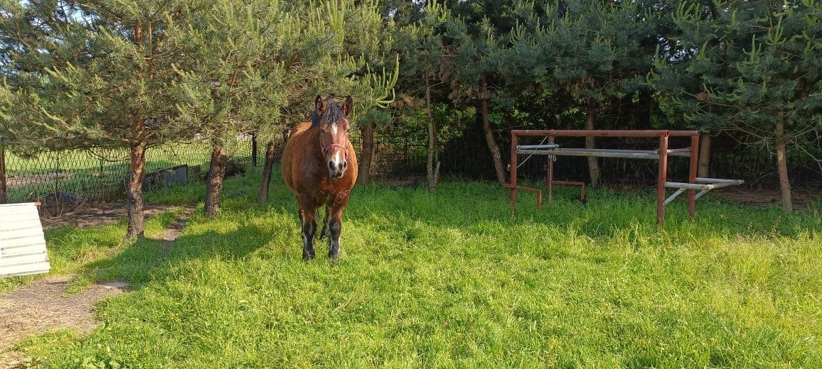 Polski Koń Zimnokrwisty Klacz
