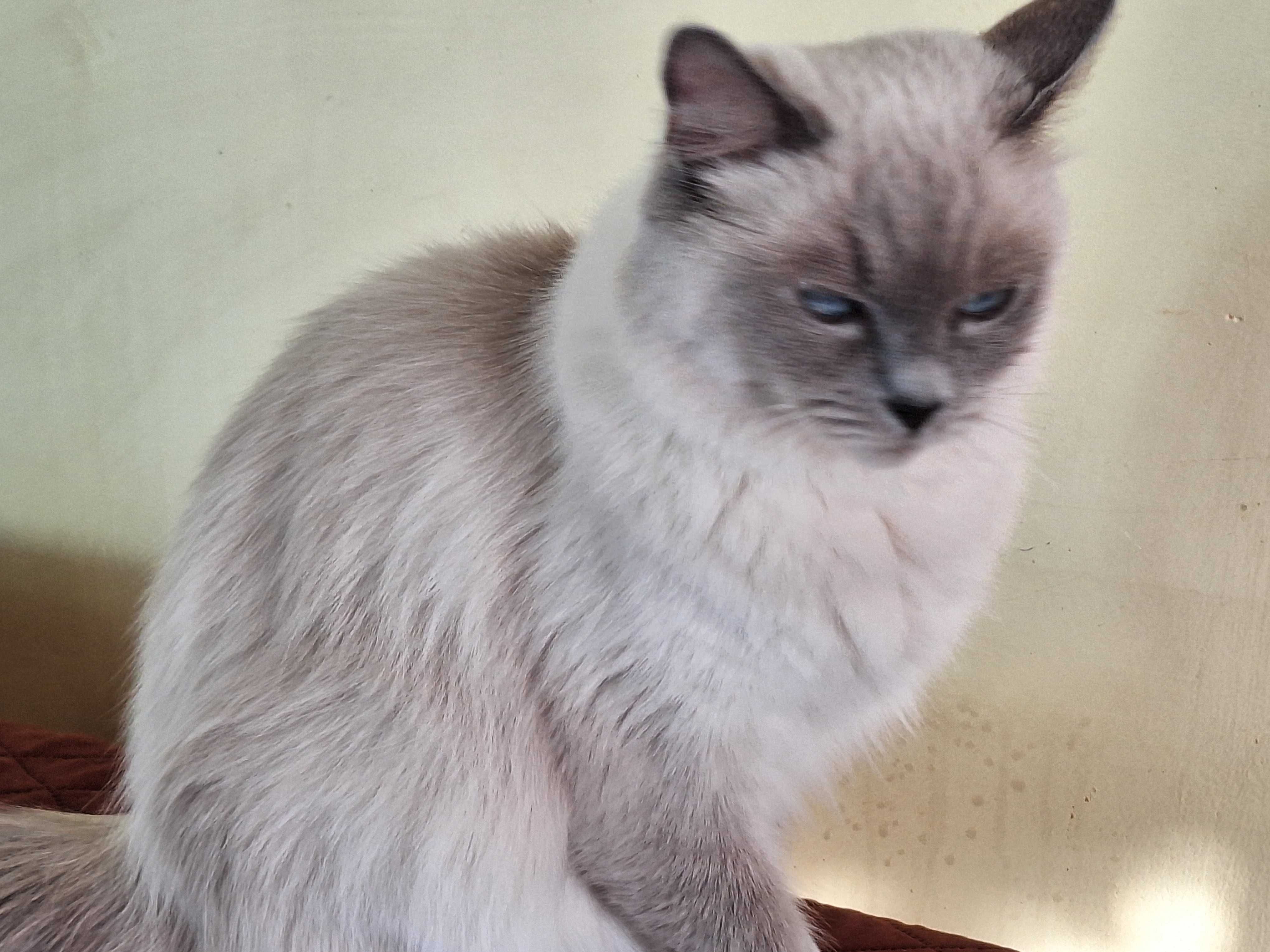 Kotka rasy Ragdoll