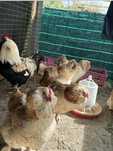 Aves para venda - Varias raças