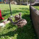 Emu  - śliczne maluszki