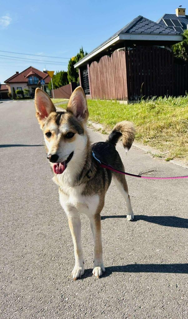Wspaniała Talia gotowa do adopcji