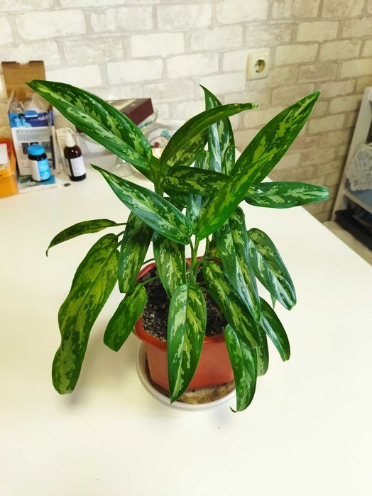 Распродажа комнатных растений