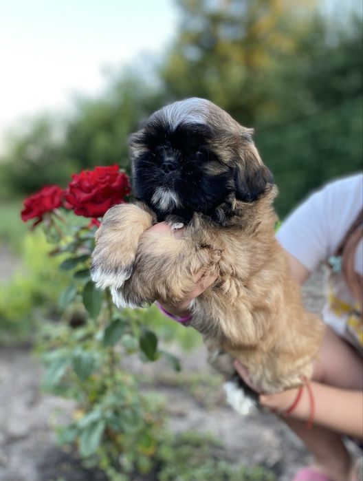 Шикарнючий хлопчик шитцу