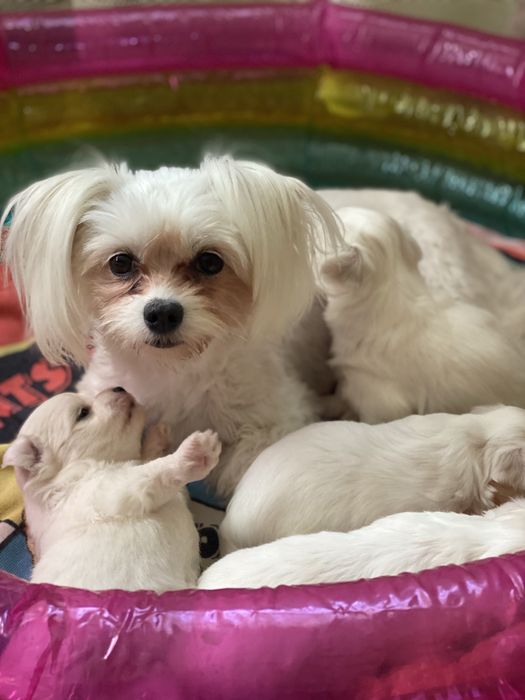 Цуценята «Мальтійська болонка»