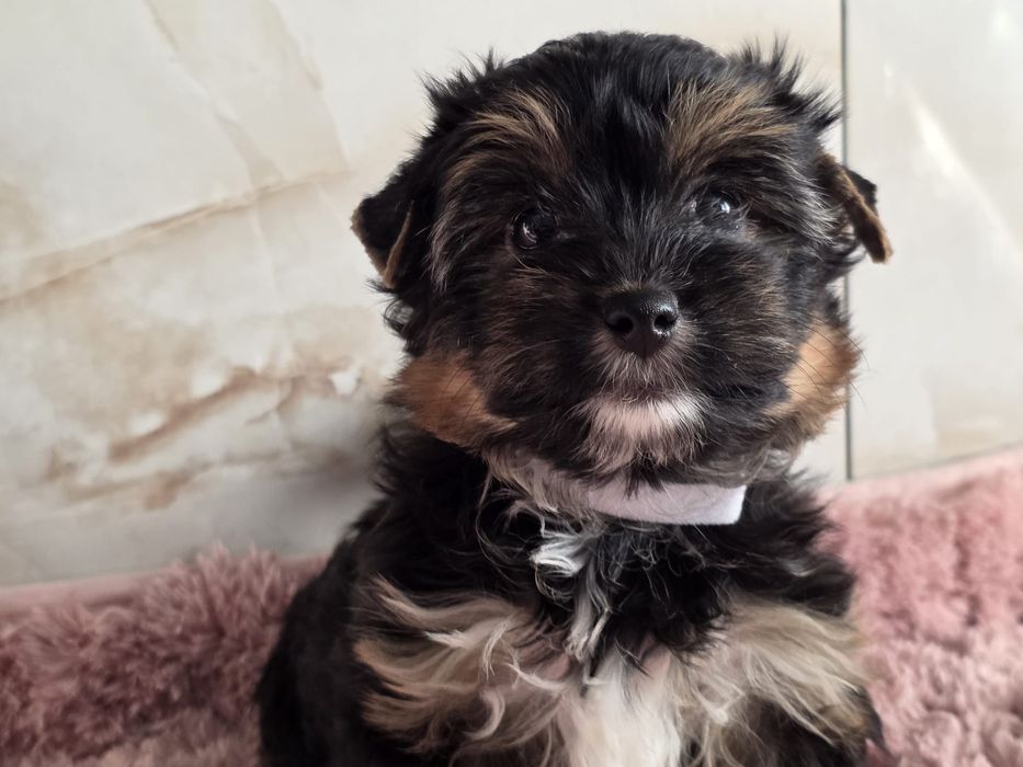 Piesek Yorkshire Terrier