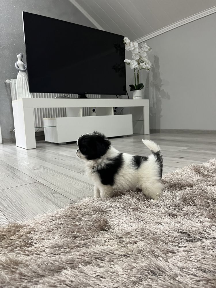 Chin Japoński ZKWP .  Nie cavalier nie pekińczyk nie Shih tzu