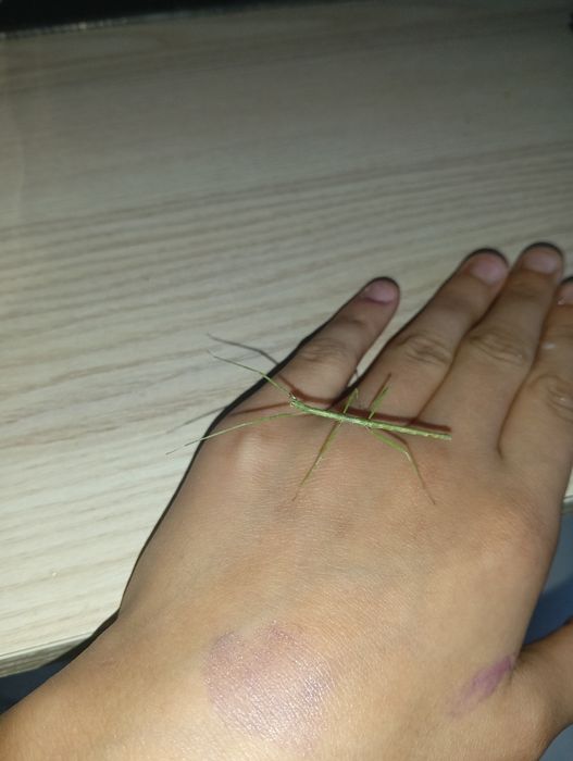 Dwa małe patyczaki wiecej na priv