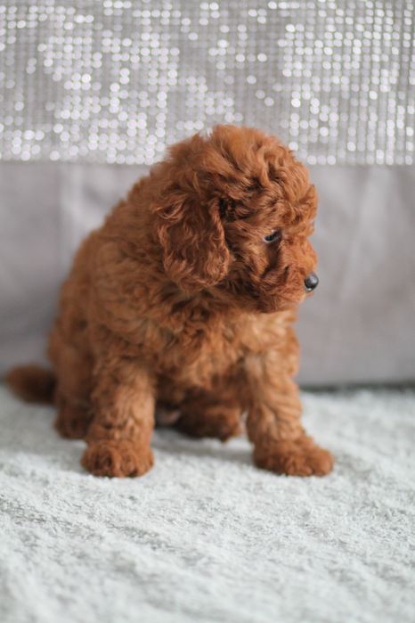 ***Pudel Toy/Miniaturowy Red Badania***