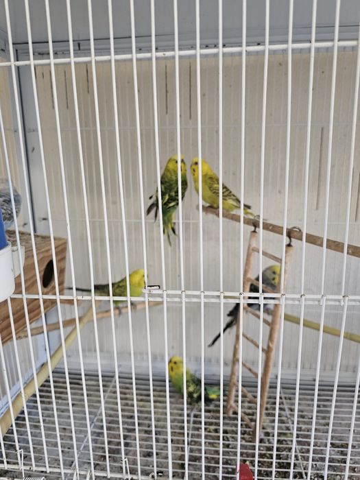 Vendo periquitos
