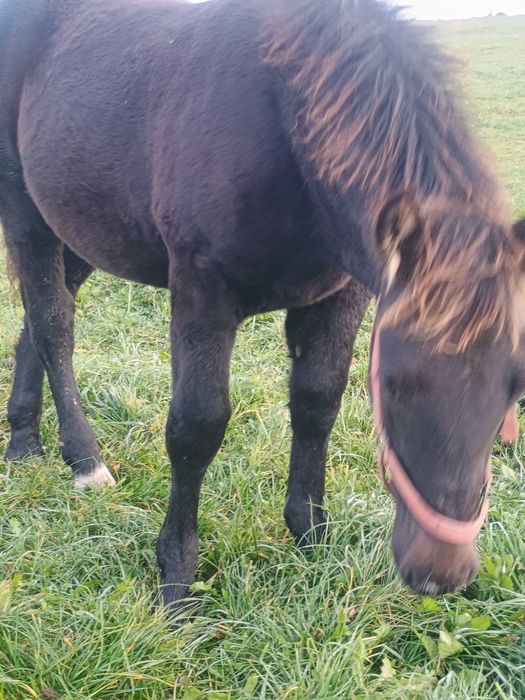Sprzedam konie zimnokrwiste  .