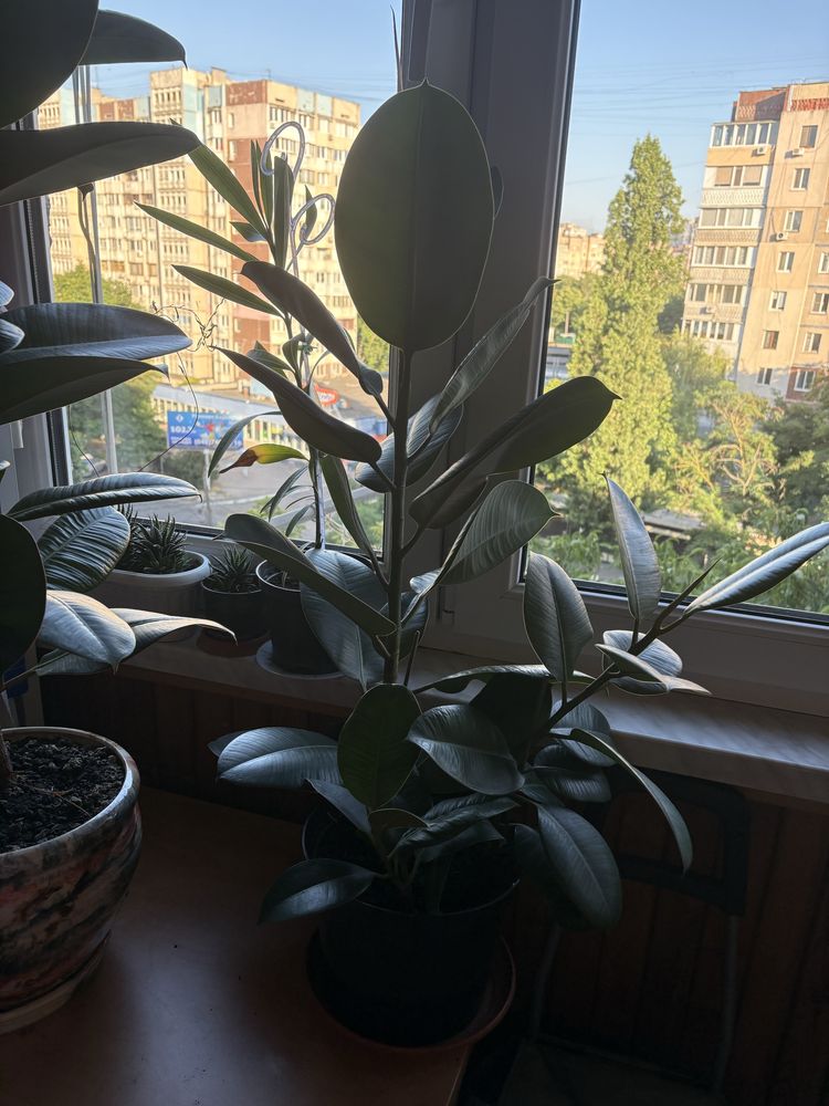 Продам взрослое растение Фикус Каучуковый