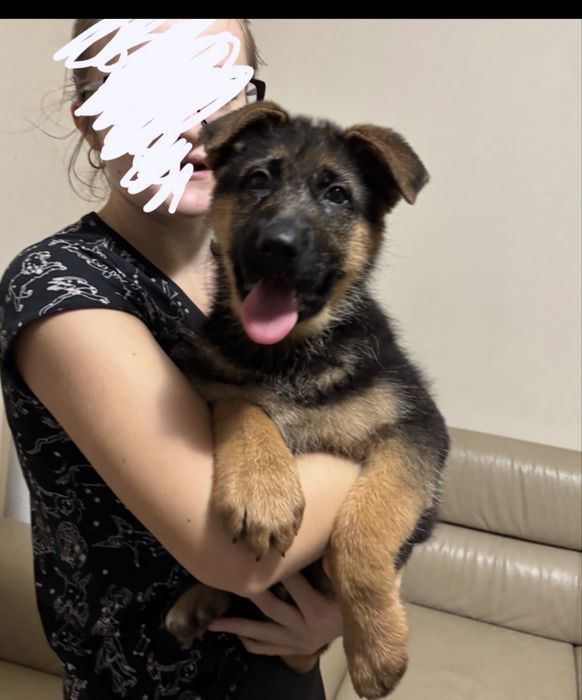 Szczeniak Suczka Owczarek Niemiecki Krótkowłosy FCI