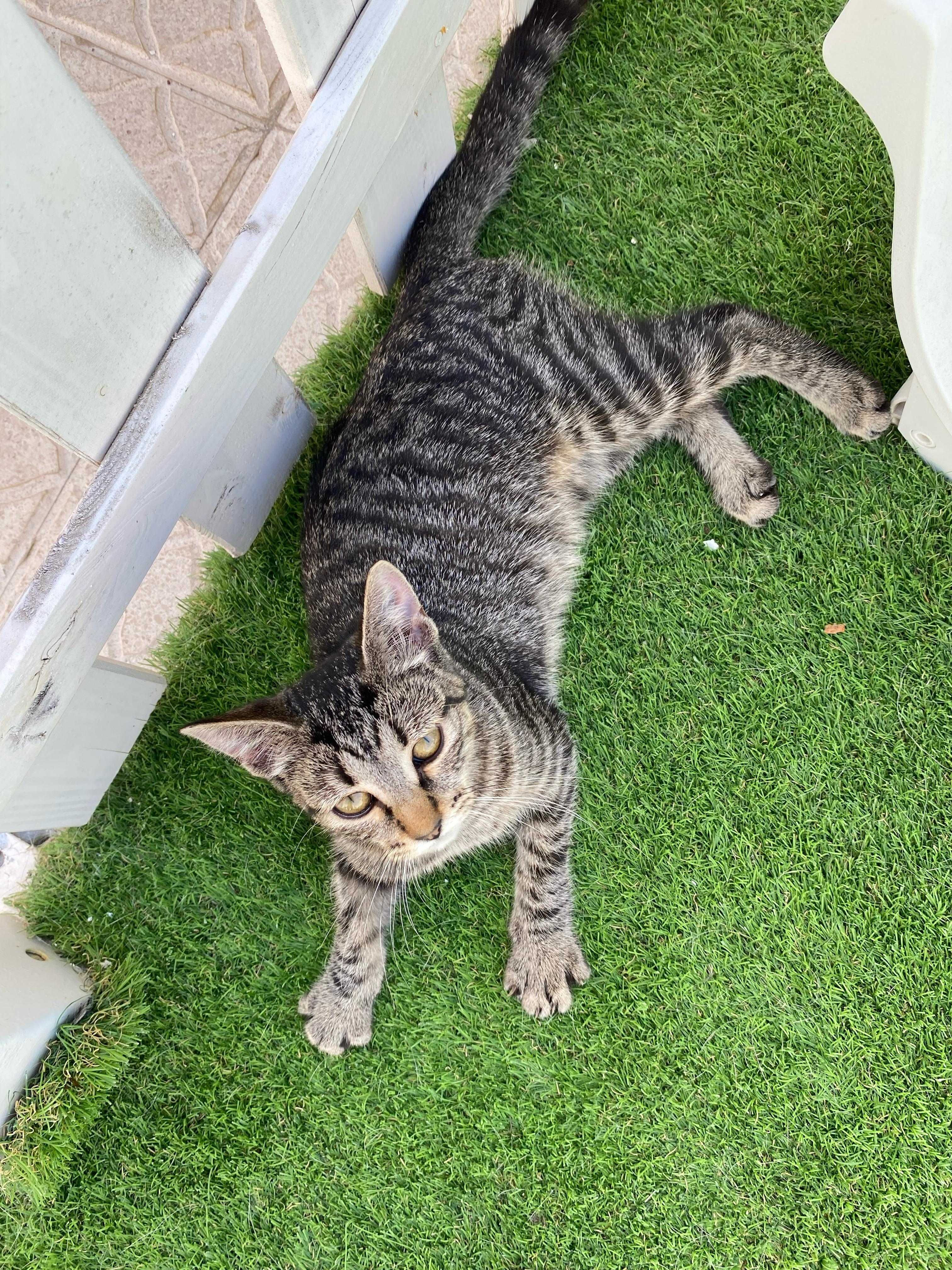 Gatinho bebé para adoção